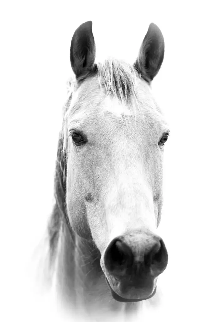 Close-up of a white horse