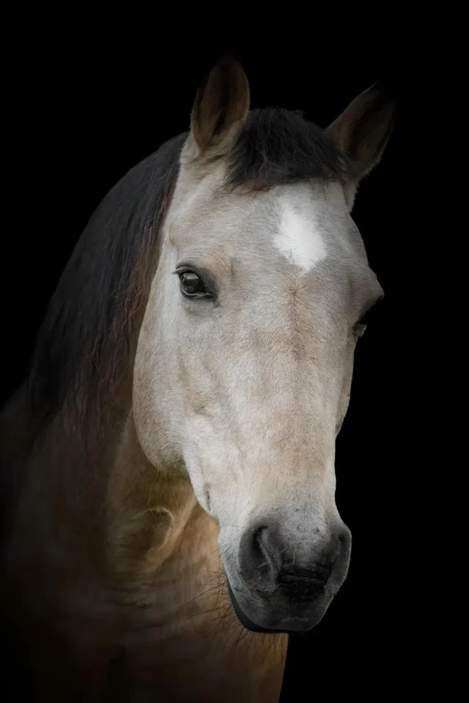 Horse Portrait