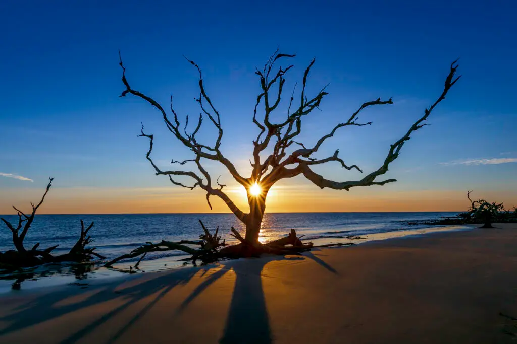 Driftwood tree on beach