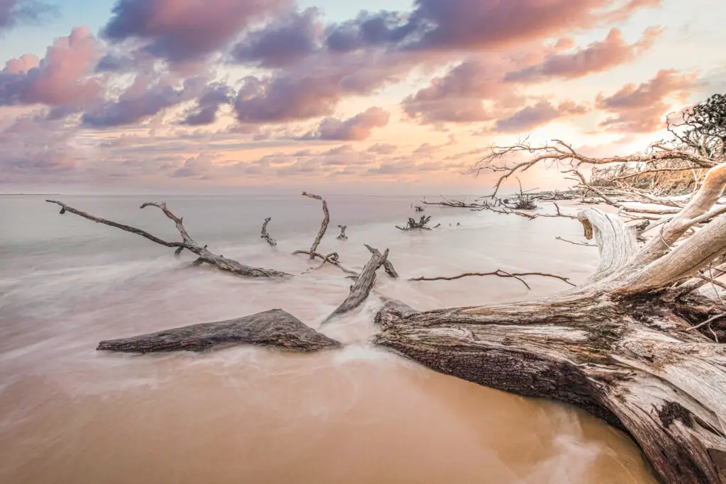 Big Talbot Island trees on beach