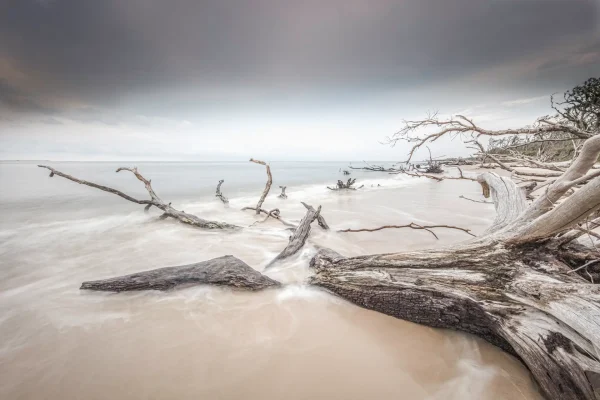 Driftwood on a serene beach