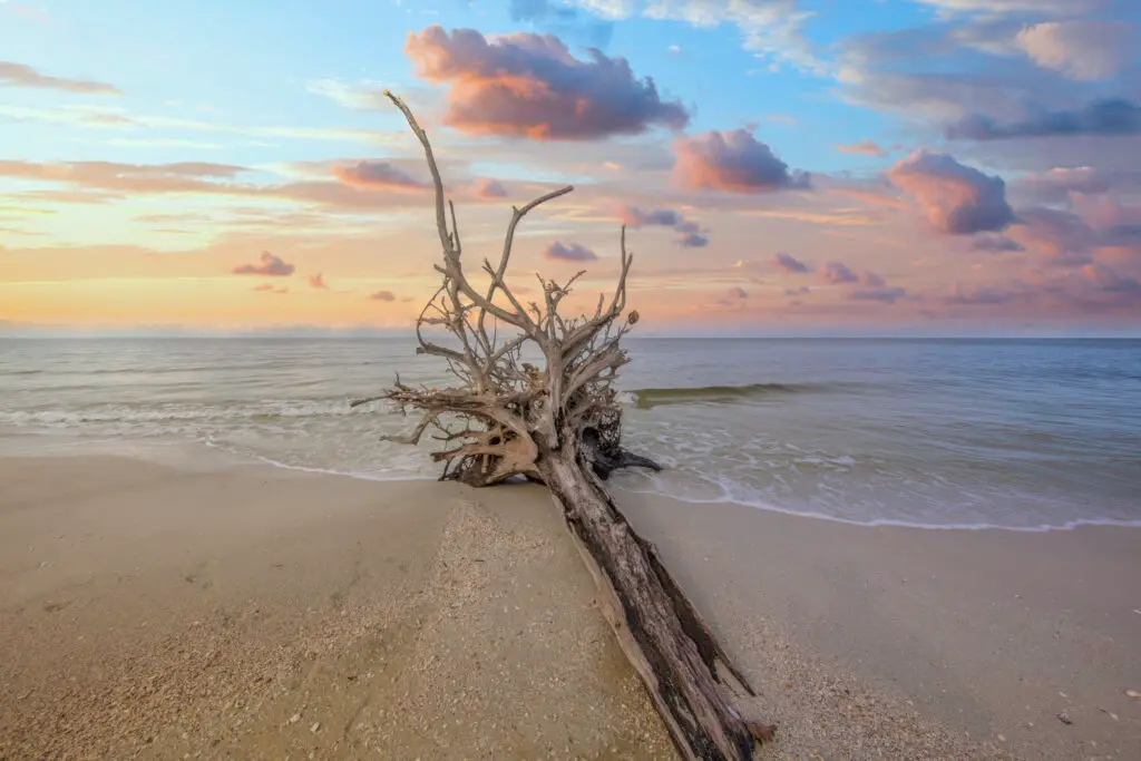 Driftwood on serene beach at sunset
