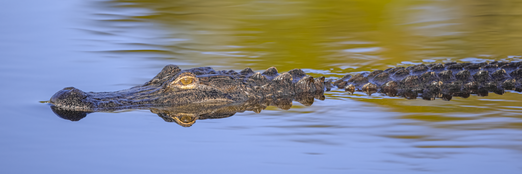 Alligator 17