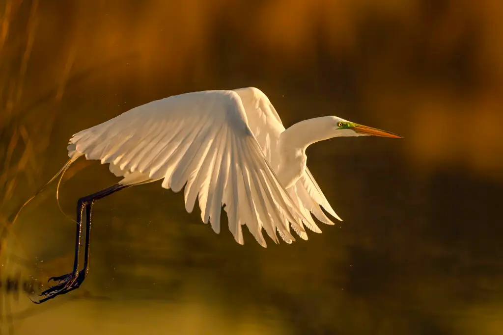 Great Egret in flight