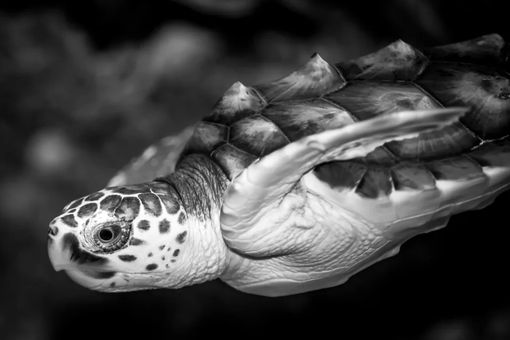 Turtle swimming in black and white.