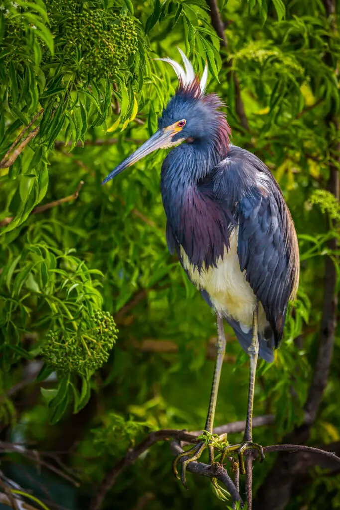 A colorful heron perched amidst lush green foliage.