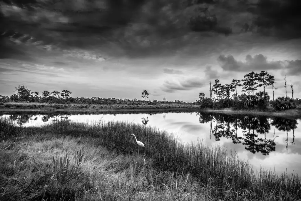 Serene wetland with reflective water