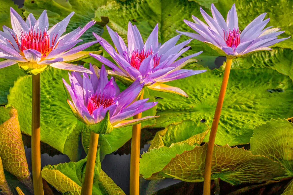 Purple water lilies blooming amidst green lily pads.