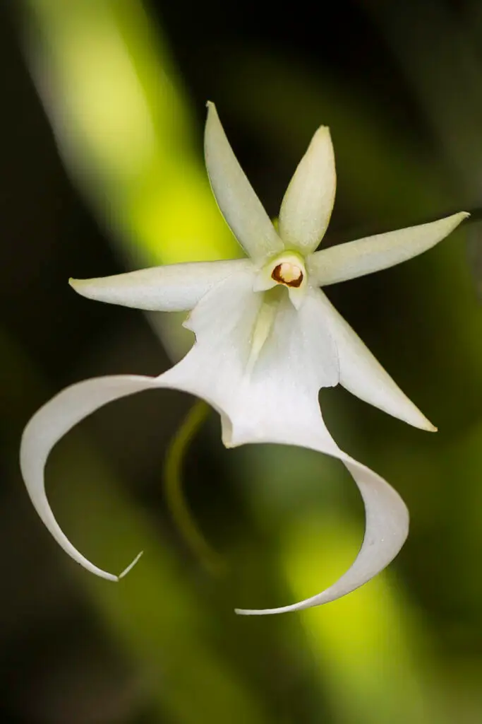 Close-up of a white, star-shaped orchid flower with elegant curved petals.