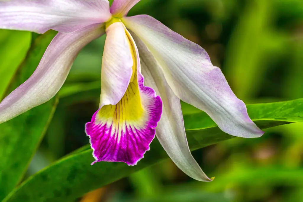Beautiful orchid with vibrant colors