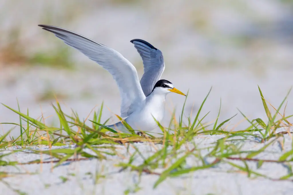 A tern bird spreading its wings on a sandy patch with greenery.