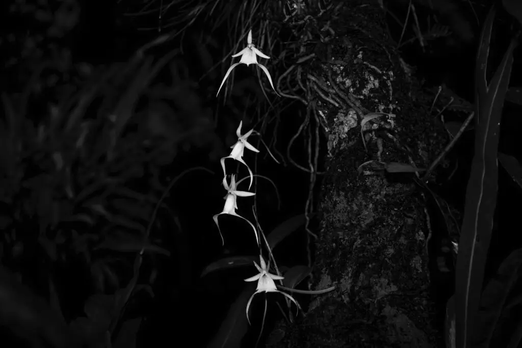 Ghost orchids on dark tree bark