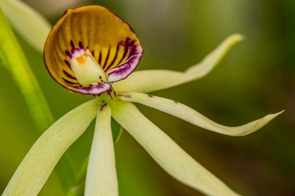 Close-up of a unique orchid with greenish-yellow petals and a striped purple-and-white labellum.