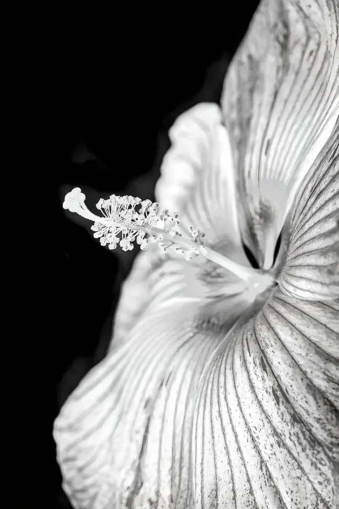 Close-up black and white photo of a hibiscus flower's stamen and petals.