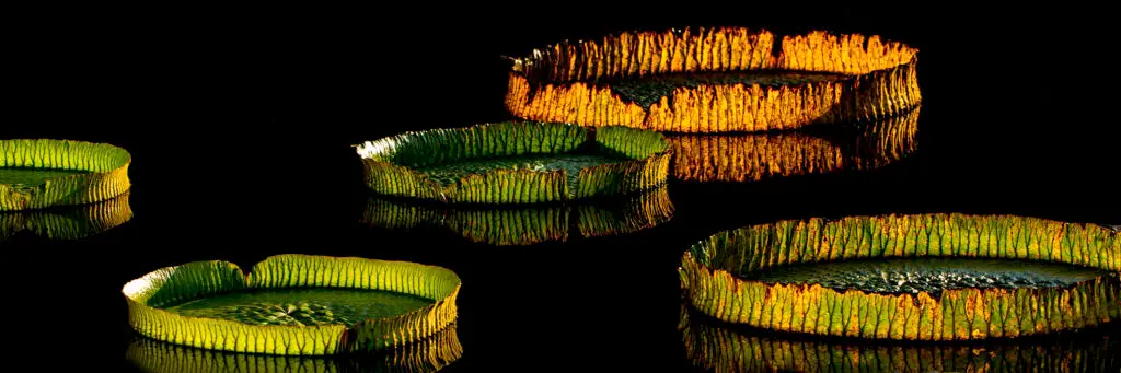 Giant illuminated water lilies glowing on a dark pond at night.