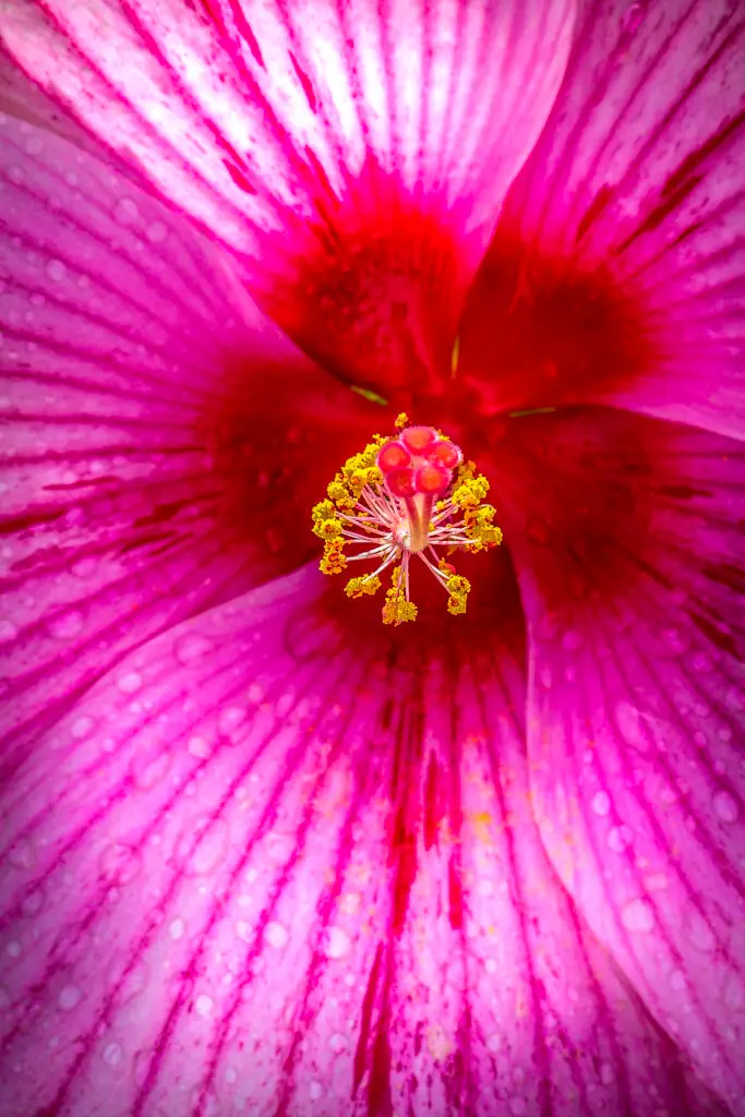 Close-up of a vibrant pink flower with yellow stamens.