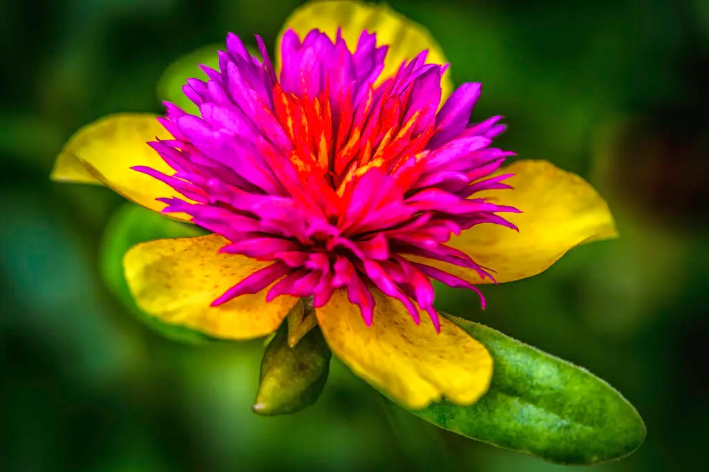 Vibrant pink and yellow flower blooming with lush green background.
