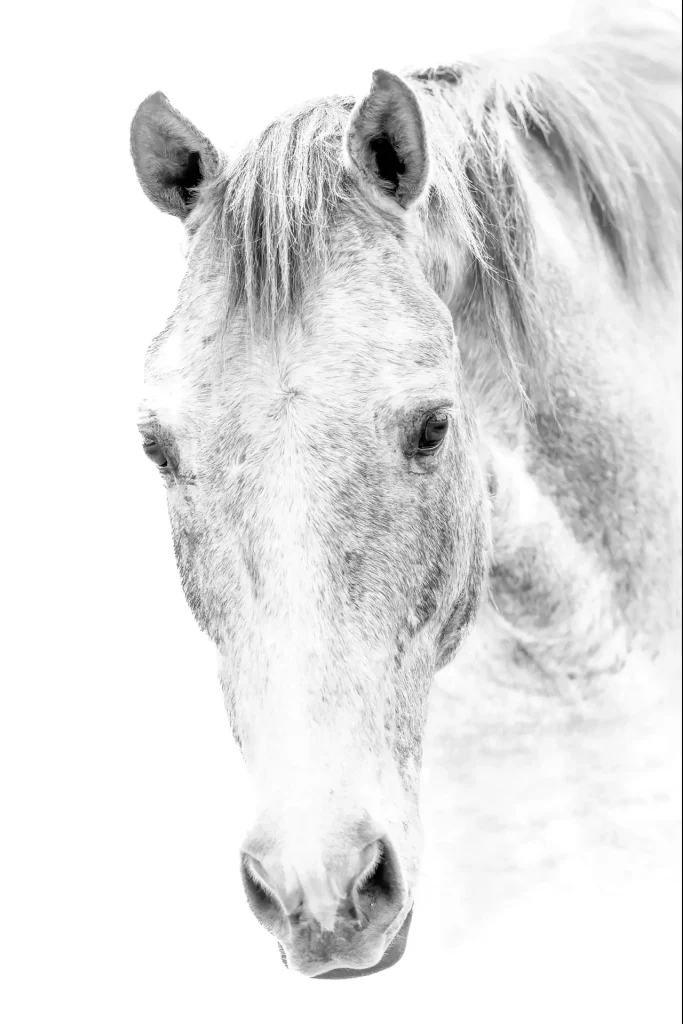 Close-up of a white horse