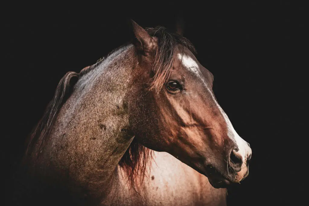 Close-up of a horse's head
