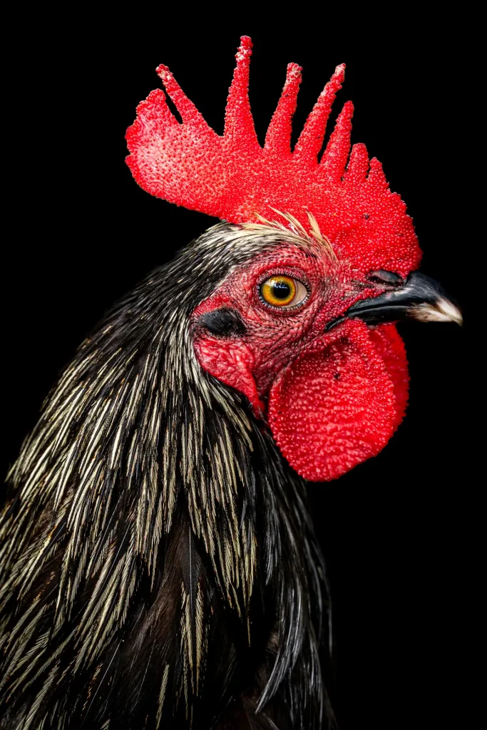 Rooster Portrait