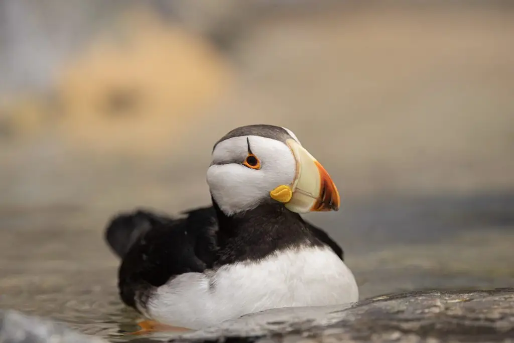 Puffin swimming in calm water