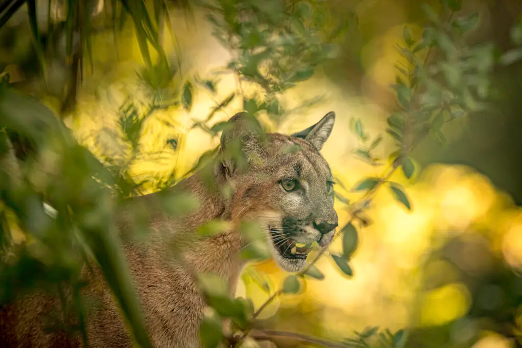 Florida panther in lush foliage.