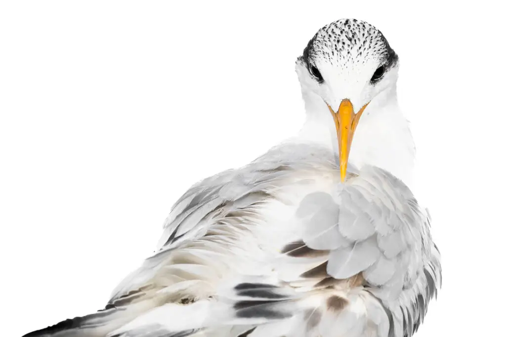 Close-up of a seagull's head