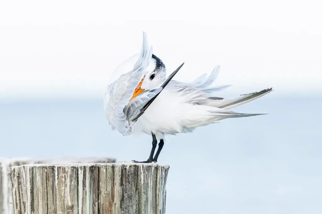 Royal Tern preening on wooden post