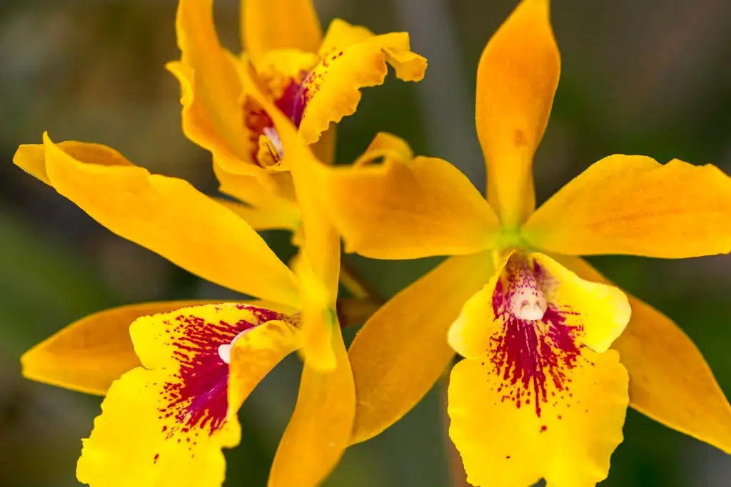 Bright yellow orchids with red and white centers in bloom.