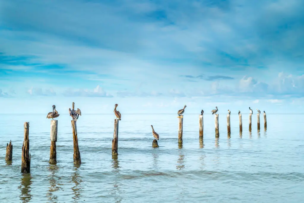 Pelicans perched on weathered pilings