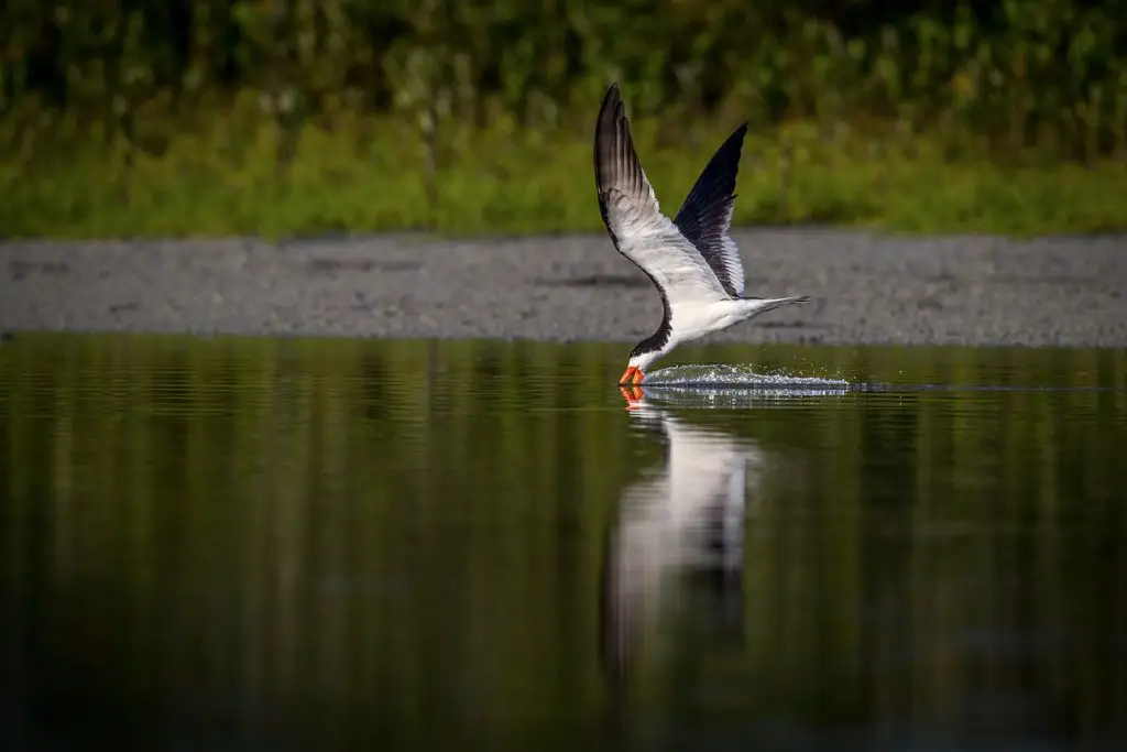 Bird skimming water surface gracefully