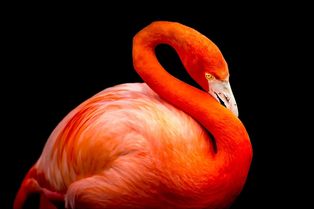 Vibrant orange flamingo against black