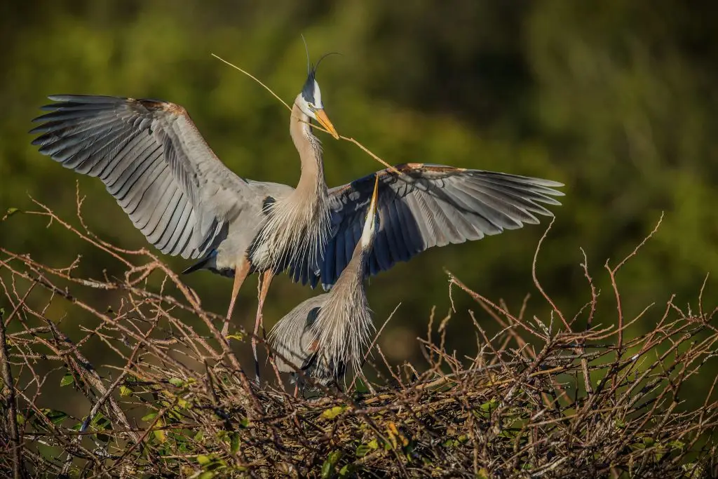 Two herons building a nest