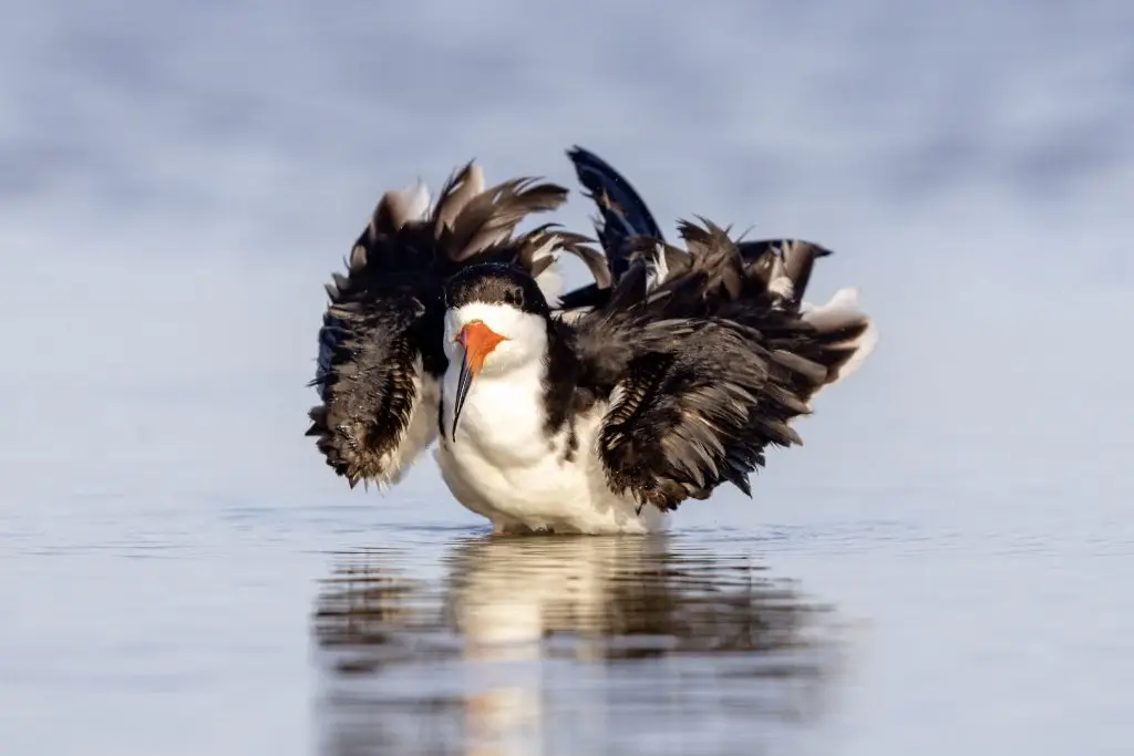 Bird with wings spread over water