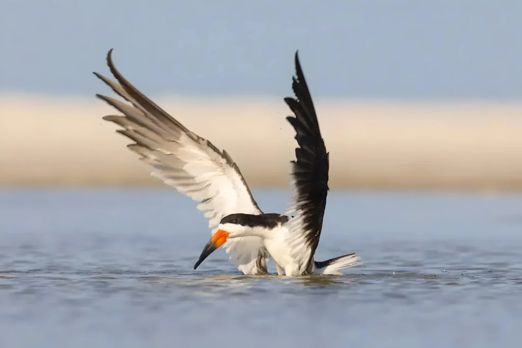 Bird skimming water with wings spread