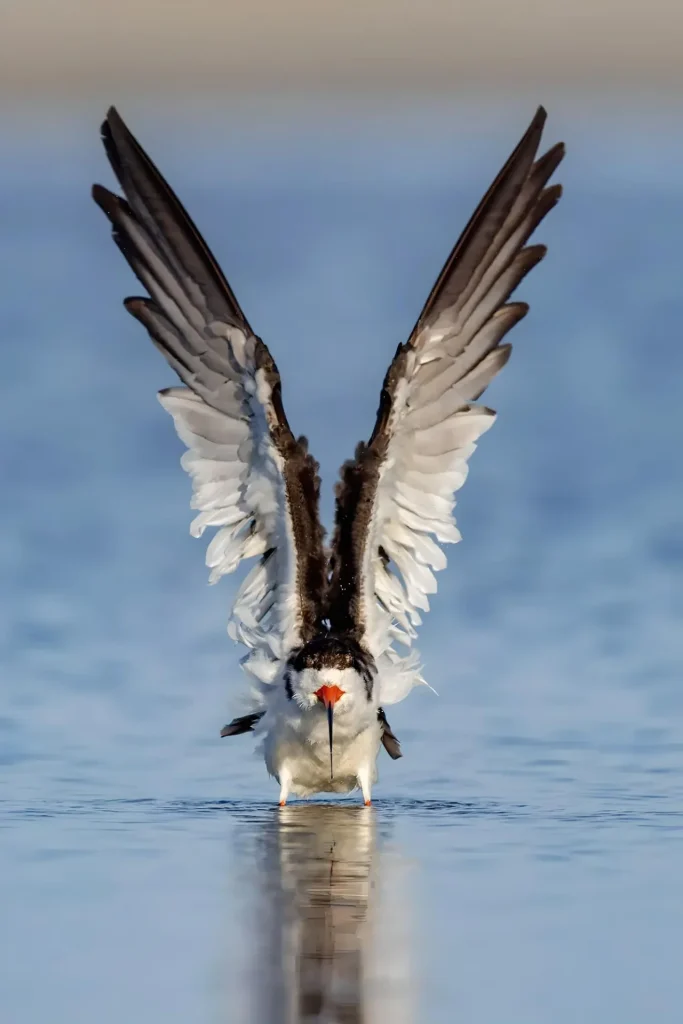 Bird with striking black and white wings