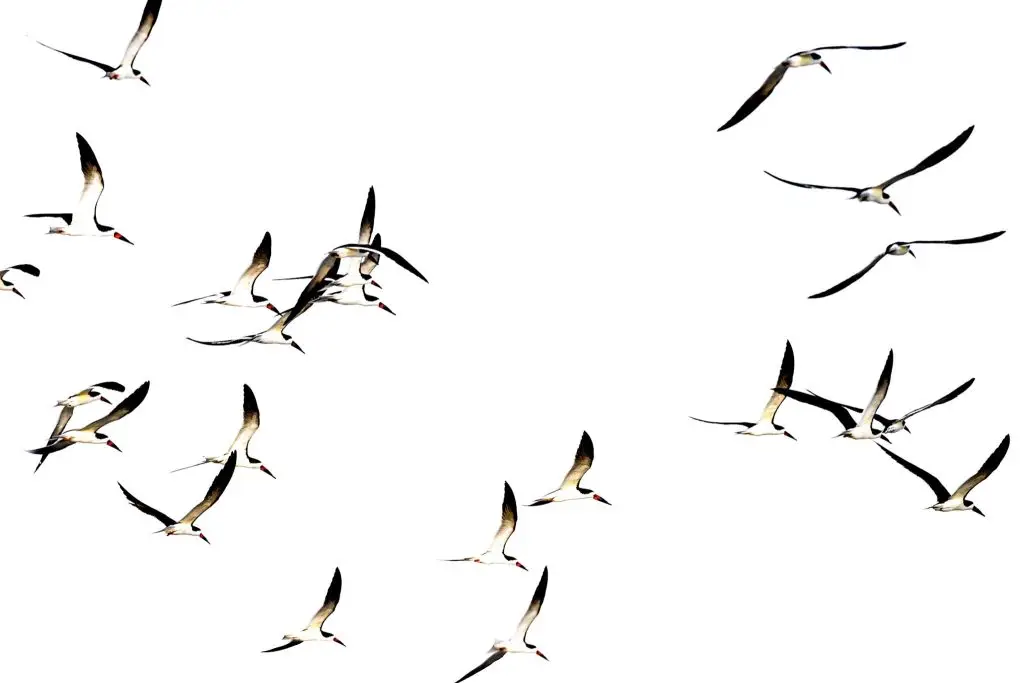 Flock of black skimmers in flight