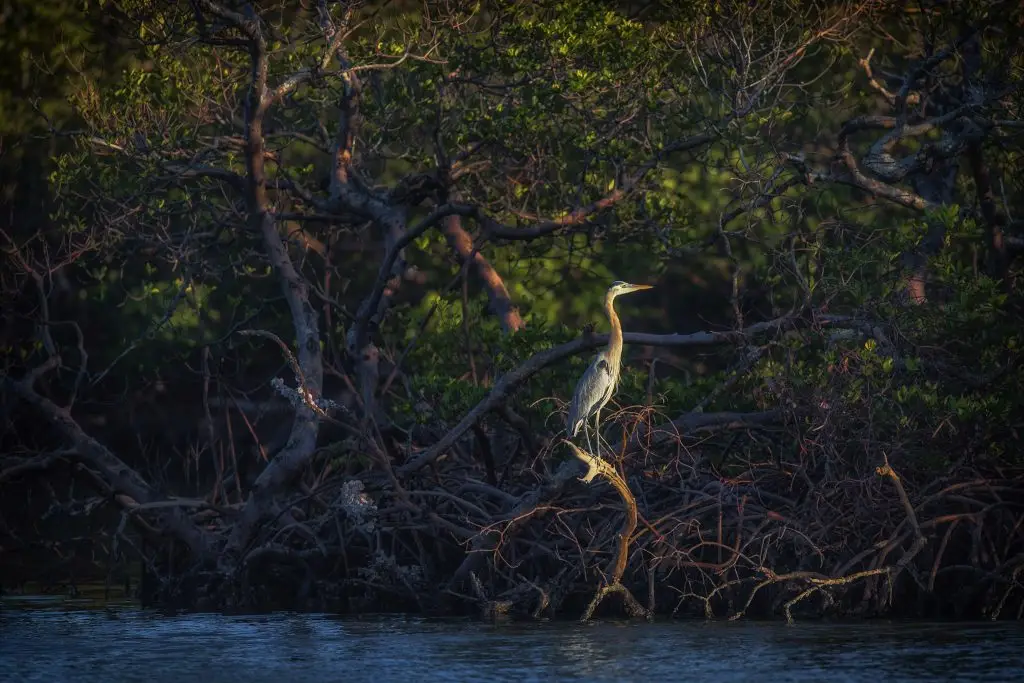 Heron perched on mangrove branch.