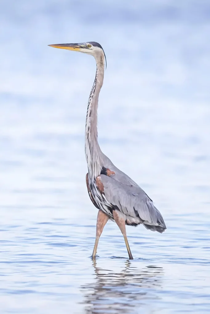 Tall bird wading in water