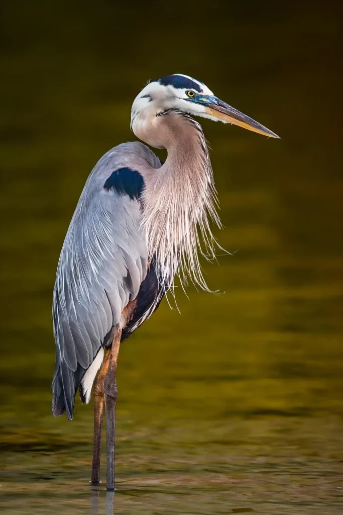 Great blue heron standing still