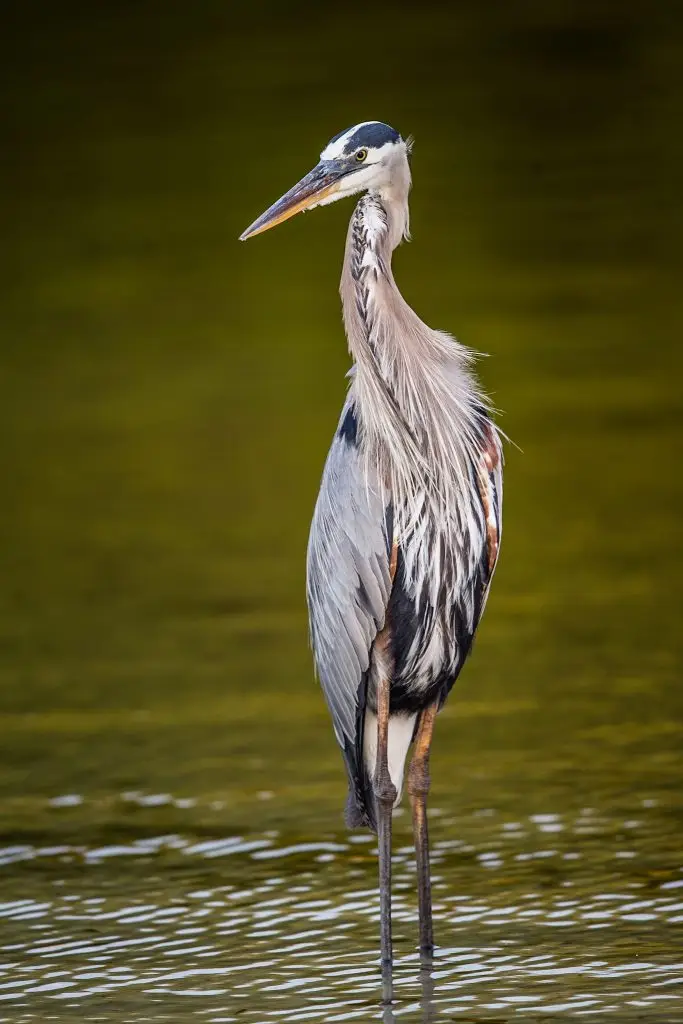Great blue heron standing in water