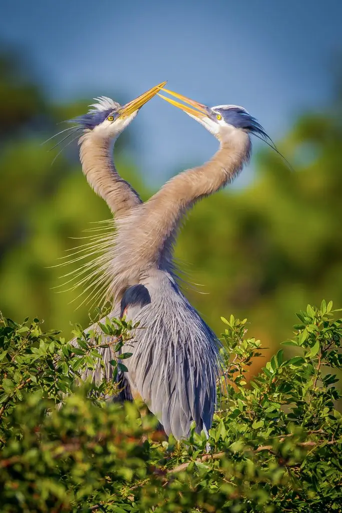 Two herons interacting in nature