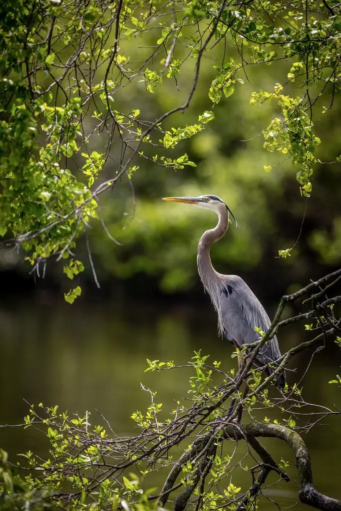 Heron perched among green foliage