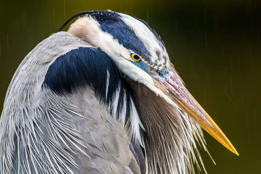 Close-up of a great blue heron