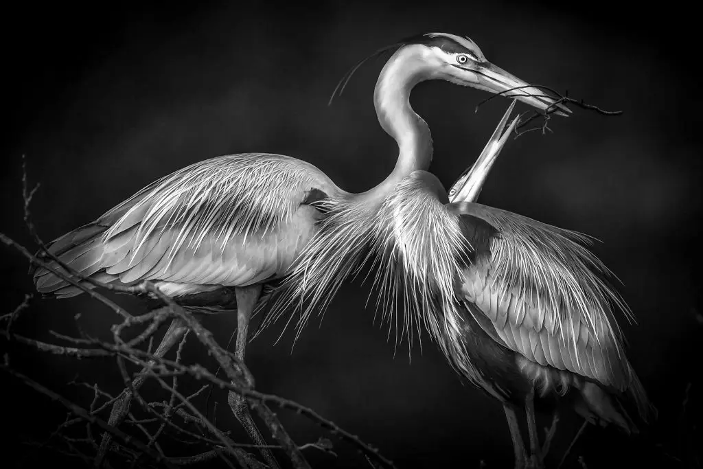Two herons interacting in black-and-white