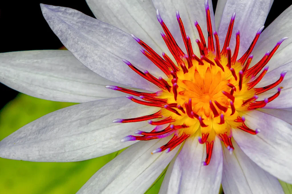 Close-up of a vibrant white flower with a bright yellow and red center.