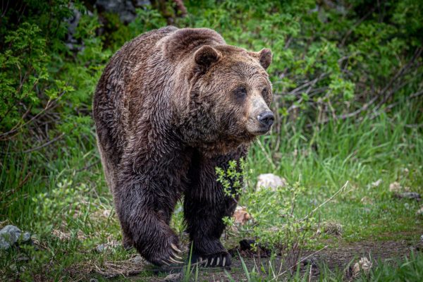 Bear 3