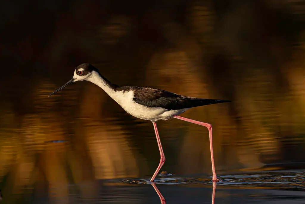 Black Necked Stilt in water