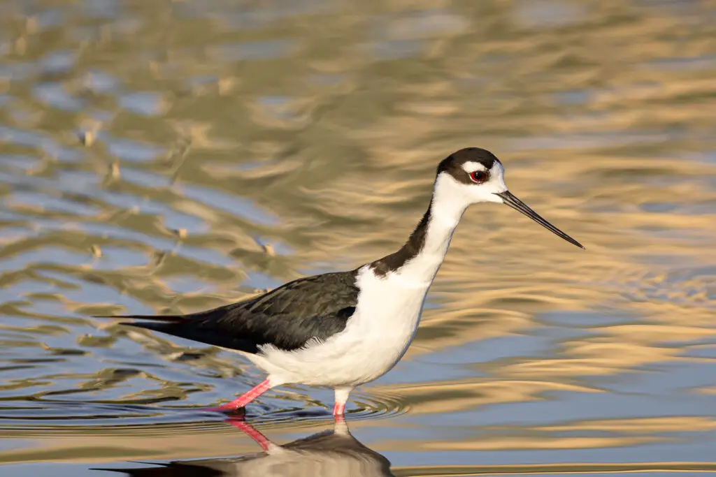 Black Necked Stilt in water