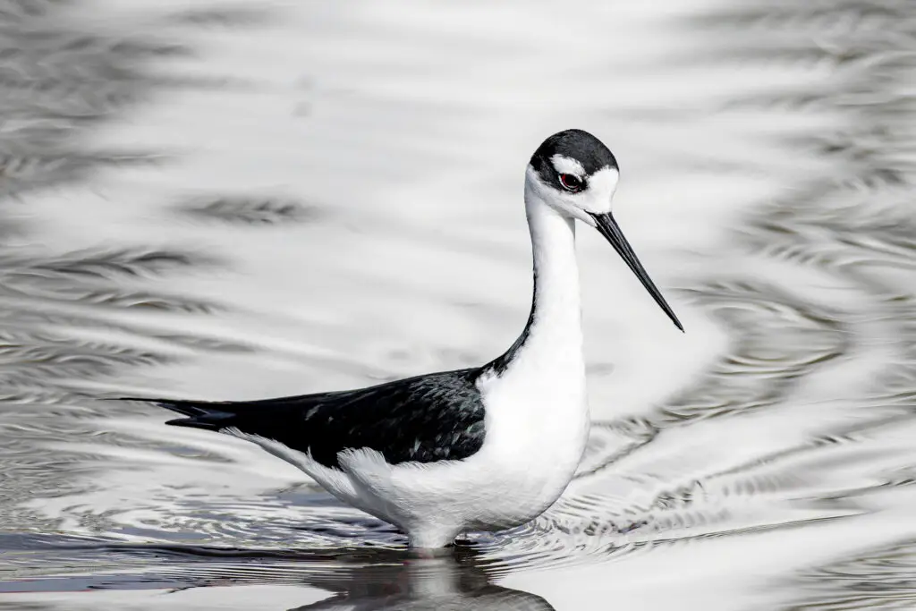 Black Necked Stilt in water
